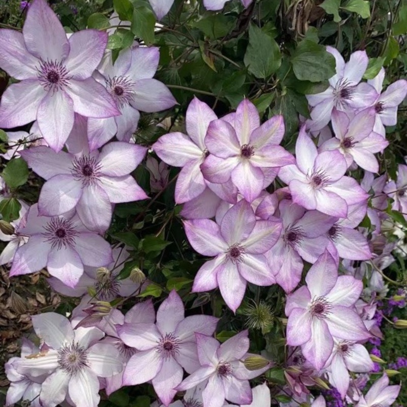 Vibrant Clematis – A Touch of Elegance for Your Garden! 🌸🌿