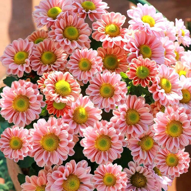 🌼 Lovely Mini Daisy — Bellis Perennis 🌼