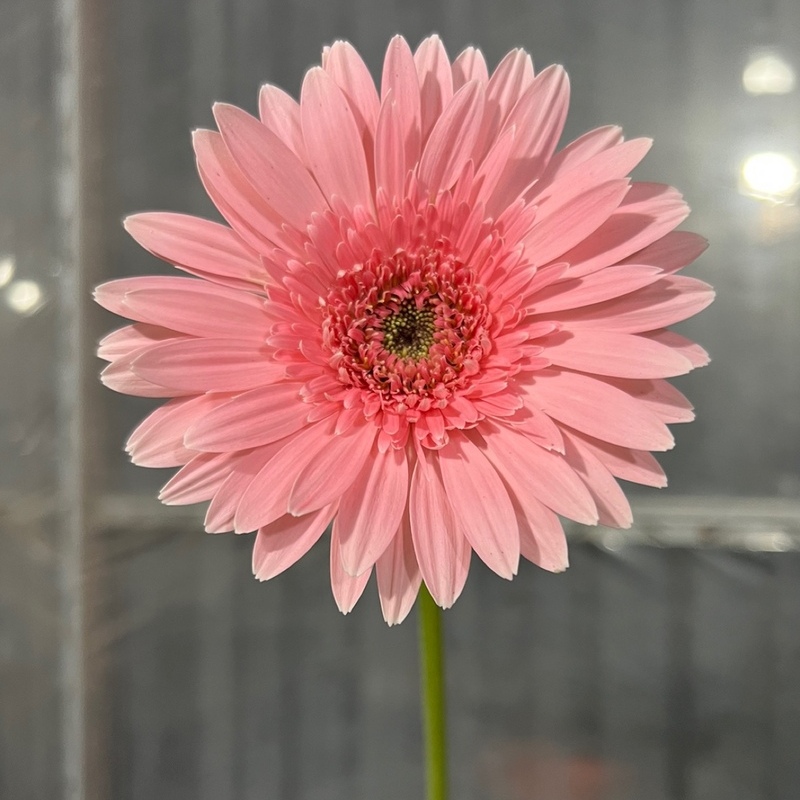 非洲菊种子-3D系列