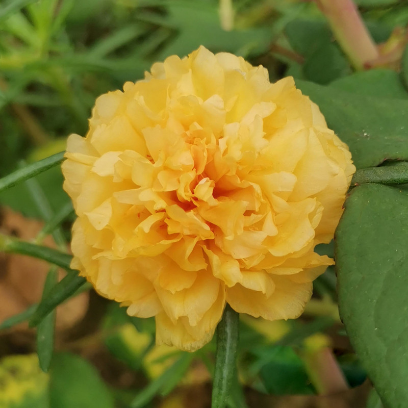 Double-petaled sunflower，plant them 🌱 and reap a garden full of flowers 🌸