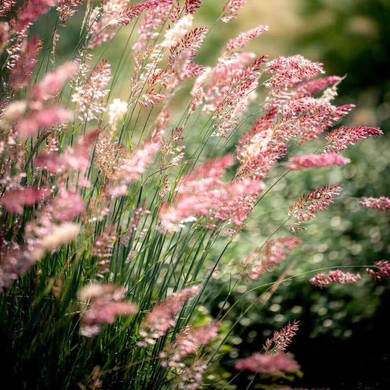 Molasses Grass Seeds