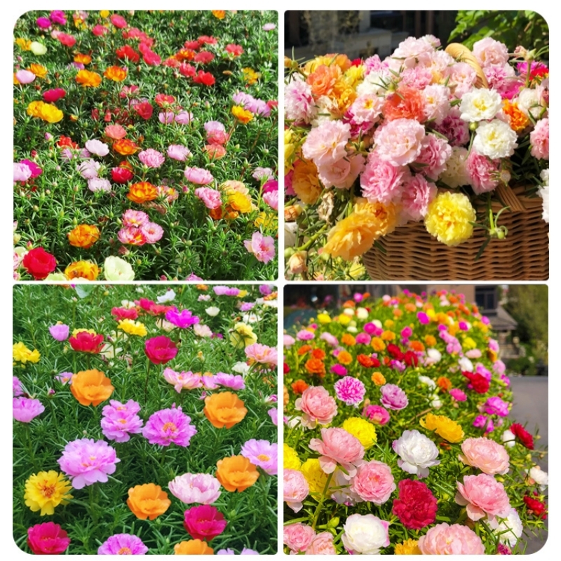 Double-petaled sunflower，plant them 🌱 and reap a garden full of flowers 🌸