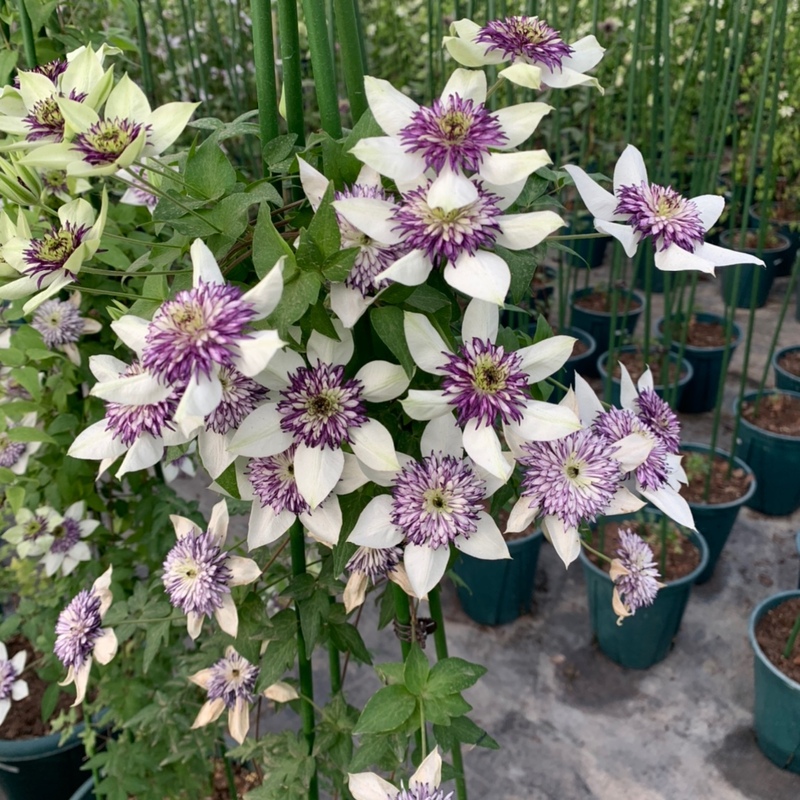 Vibrant Clematis – A Touch of Elegance for Your Garden! 🌸🌿