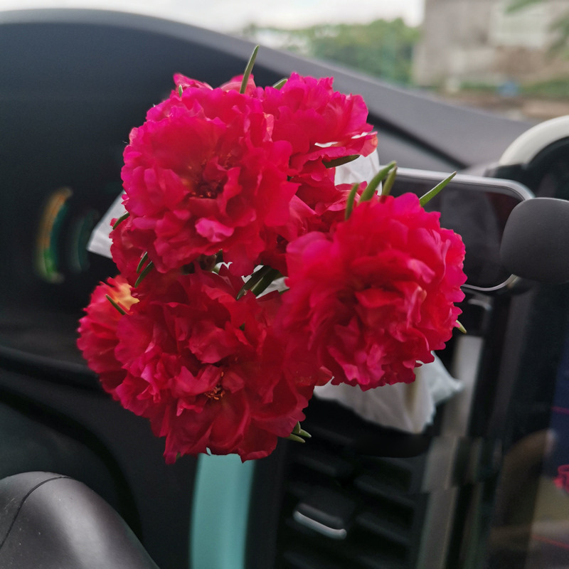 Double-petaled sunflower，plant them 🌱 and reap a garden full of flowers 🌸