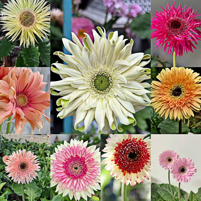 非洲菊种子-3D系列