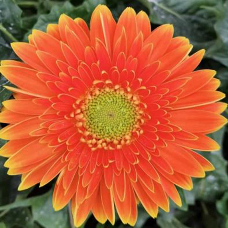 非洲菊种子-3D系列