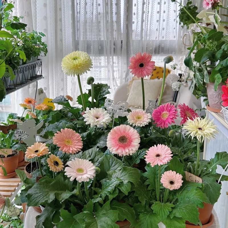 非洲菊种子-3D系列