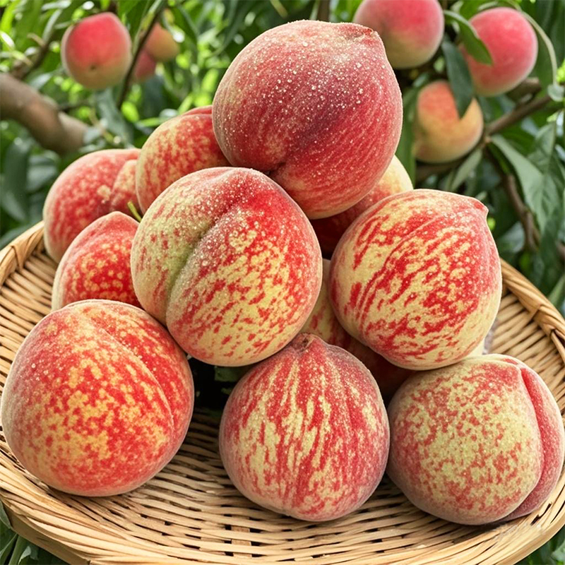 Blood Peach Seeds 🏡 – Taste Sunshine Like 1950s Summers! 🌟