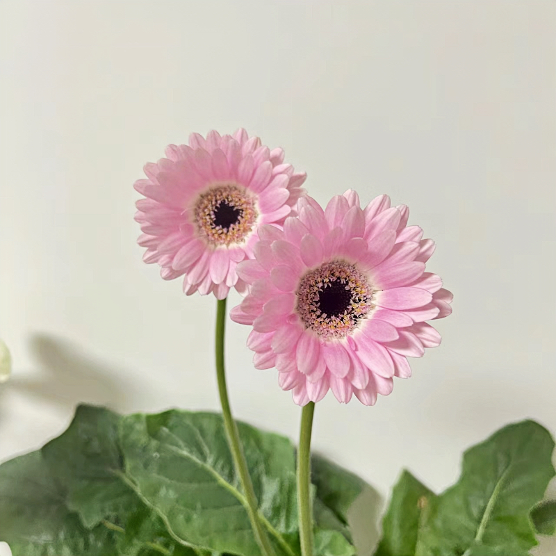 非洲菊种子-3D系列