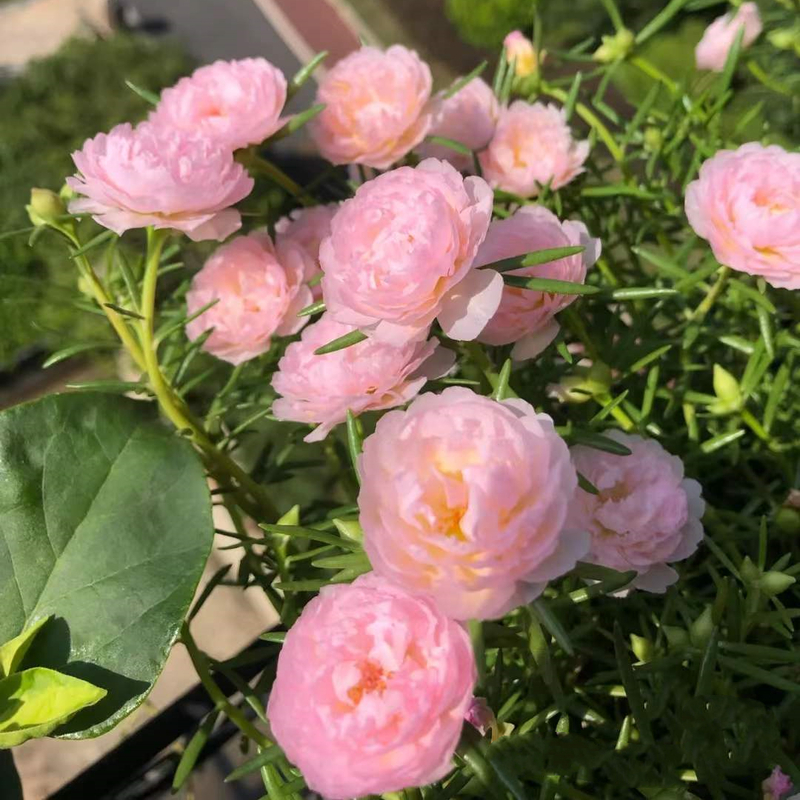 Double-petaled sunflower，plant them 🌱 and reap a garden full of flowers 🌸