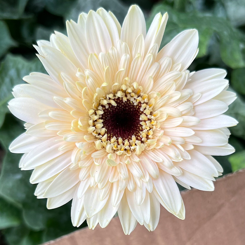 非洲菊种子-3D系列