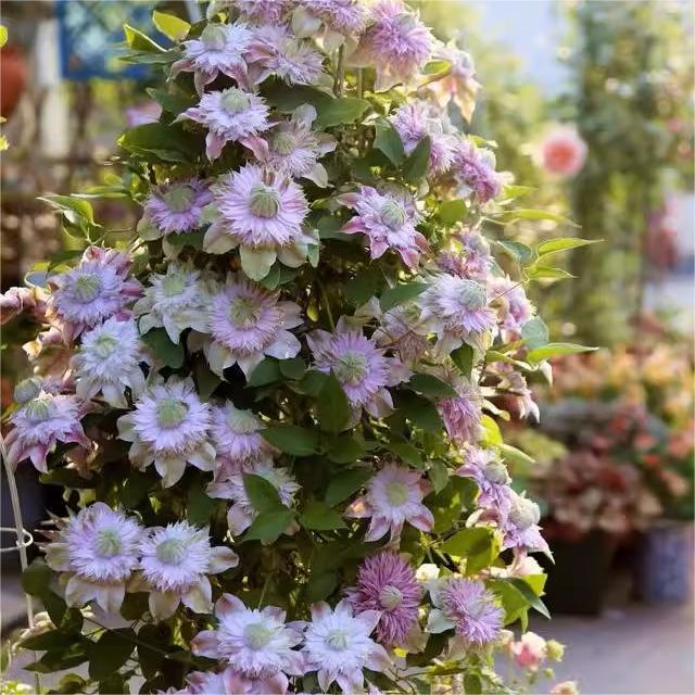 Climbing Clematis Seeds