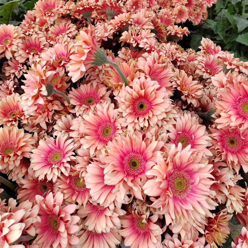 非洲菊种子-3D系列