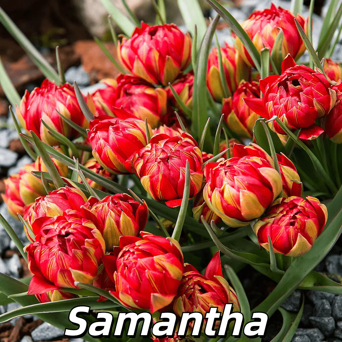 🌷 Botanical Tulip Bulbs🌷