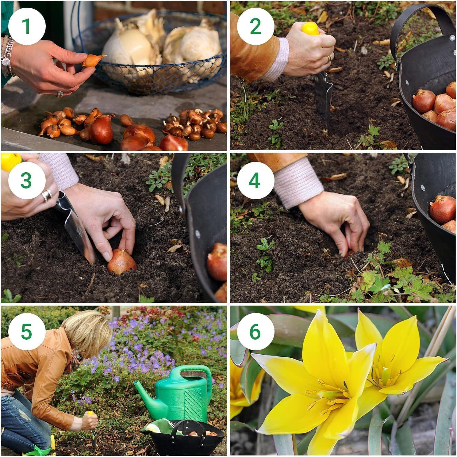 🌷 Botanical Tulip Bulbs🌷