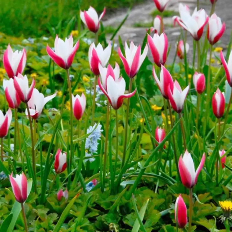 🌷 Botanical Tulip Bulbs🌷