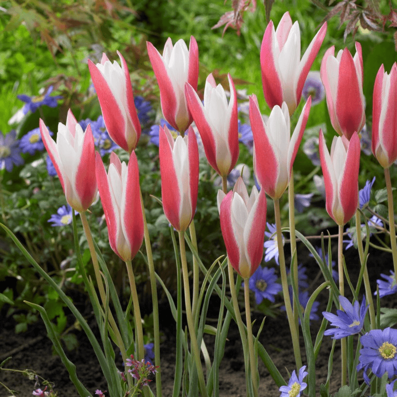 🌷 Botanical Tulip Bulbs🌷