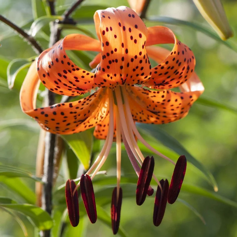 Old-Favorite Tiger Lily Seeds
