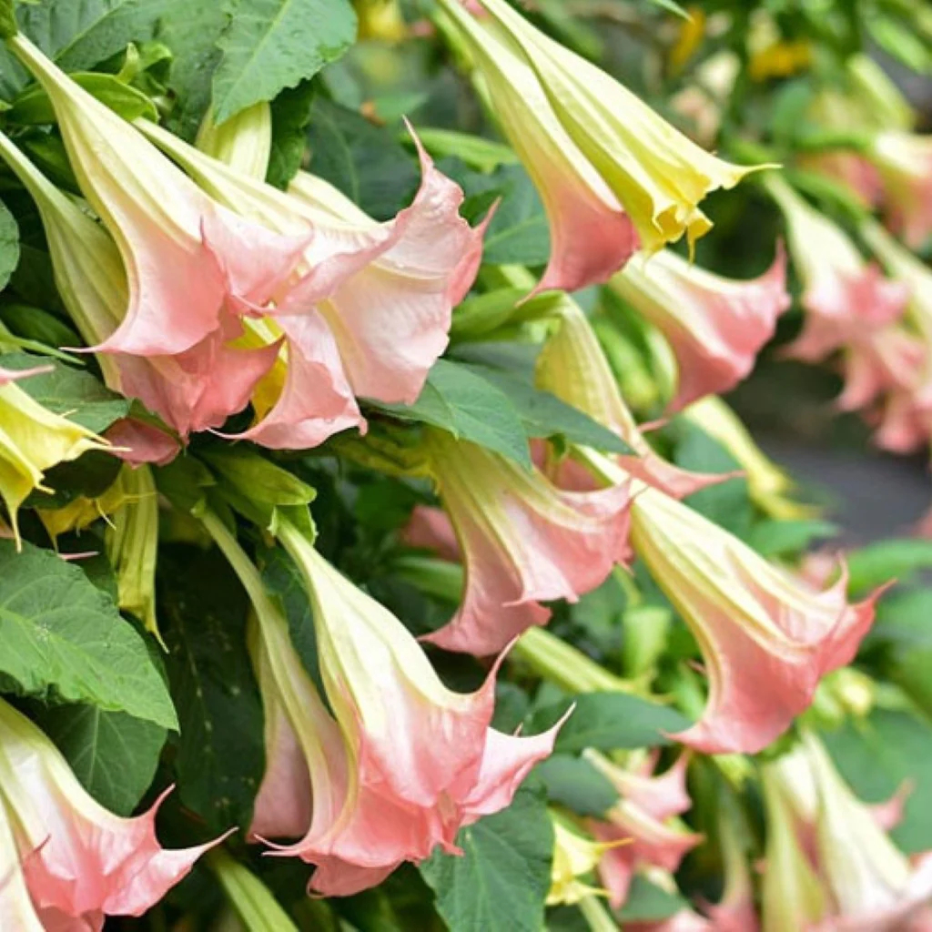Pink Angel Trumpet