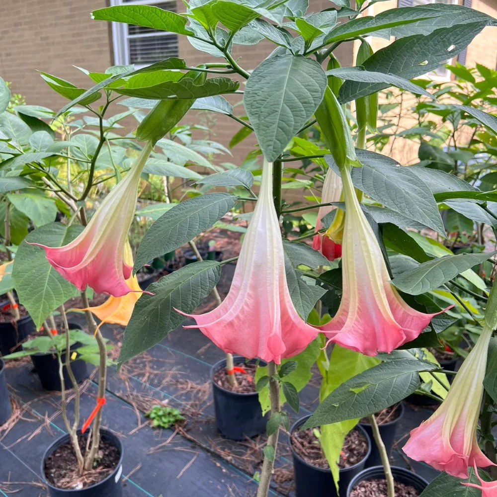 Pink Angel Trumpet