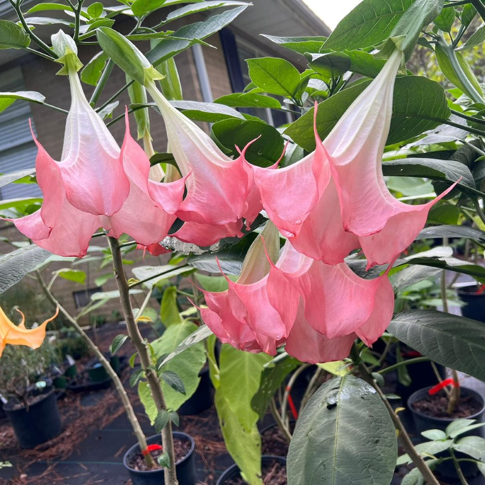 Pink Angel Trumpet