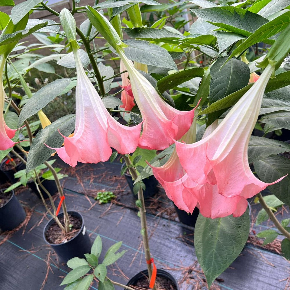 Pink Angel Trumpet