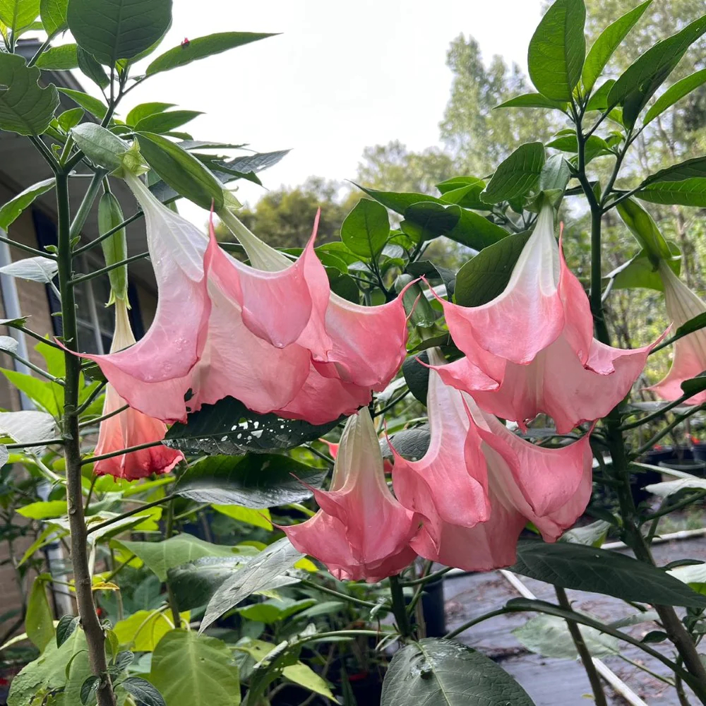 Pink Angel Trumpet