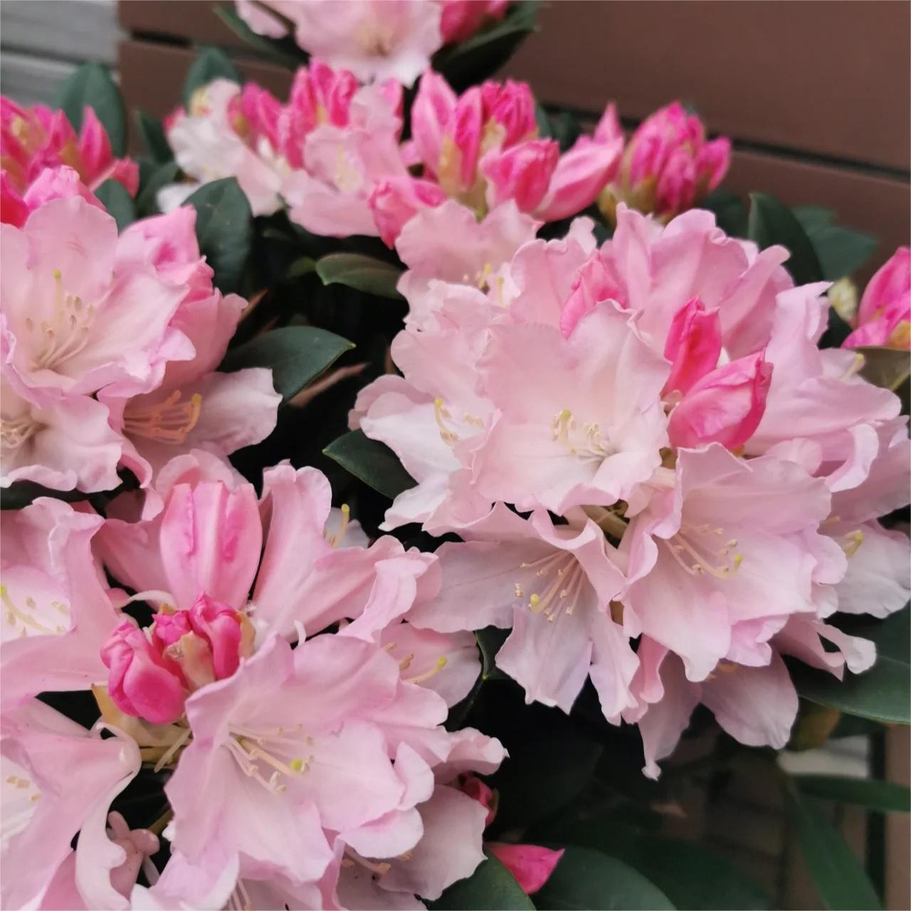 Alpine Azalea Seeds 🌸 Rare Species