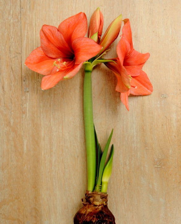 🌷mehrfarbige Amaryllis🌵36 % Rabatt