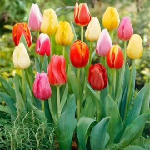 Double Tulips