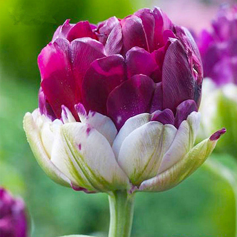 Double Tulips
