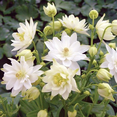 Cat's Paw Flowers Seeds