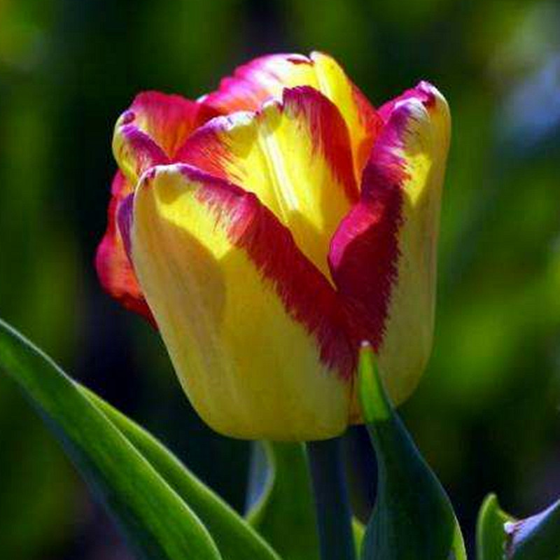 Double Tulips