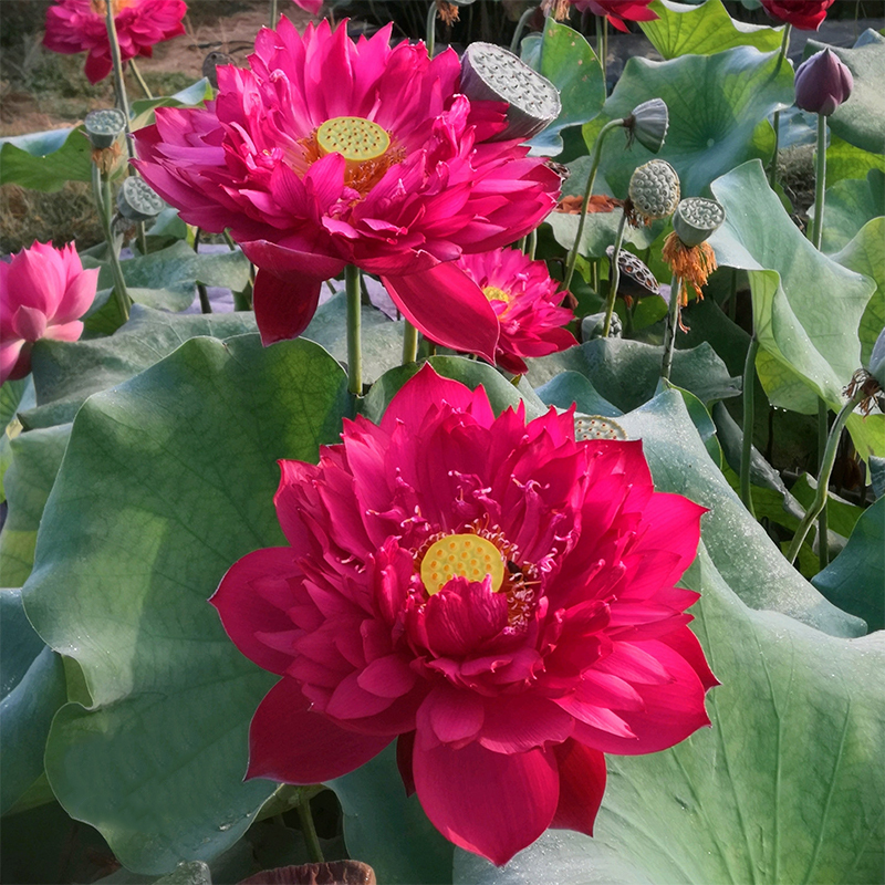 Bonsai Double Lotus Seeds