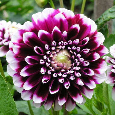 Rare Dahlias