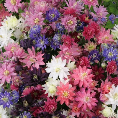 Cat's Paw Flowers Seeds