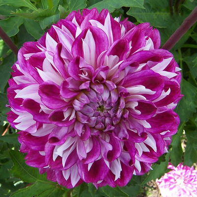 Rare Dahlias