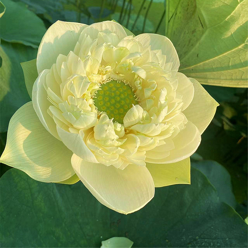 Bonsai Double Lotus Seeds
