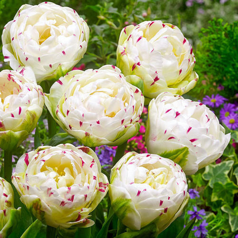 Double Tulips