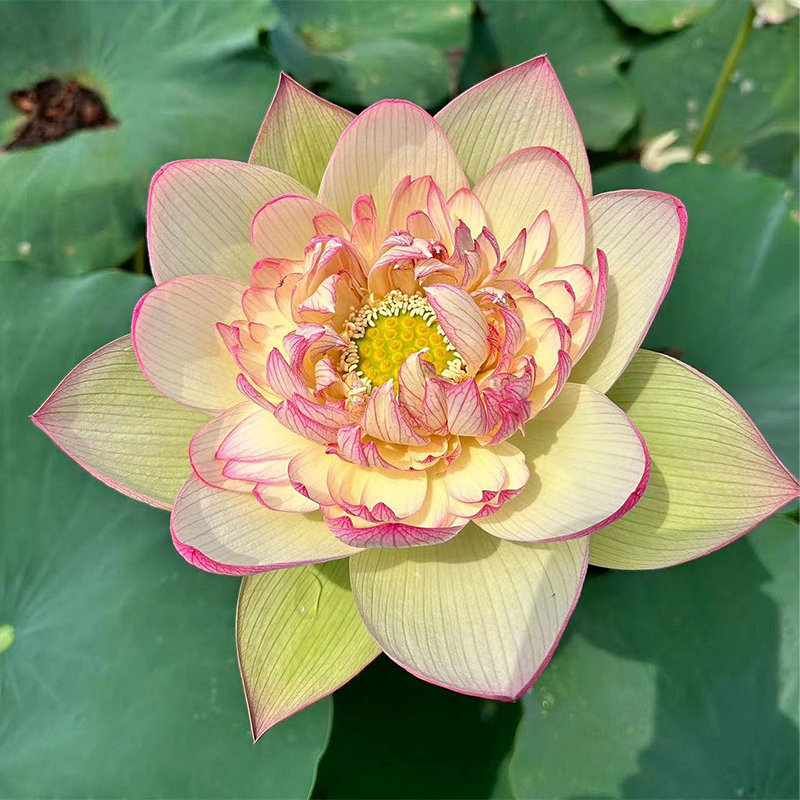 Bonsai Double Lotus Seeds