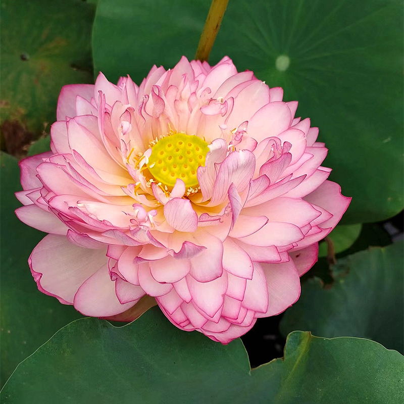 Bonsai Double Lotus Seeds