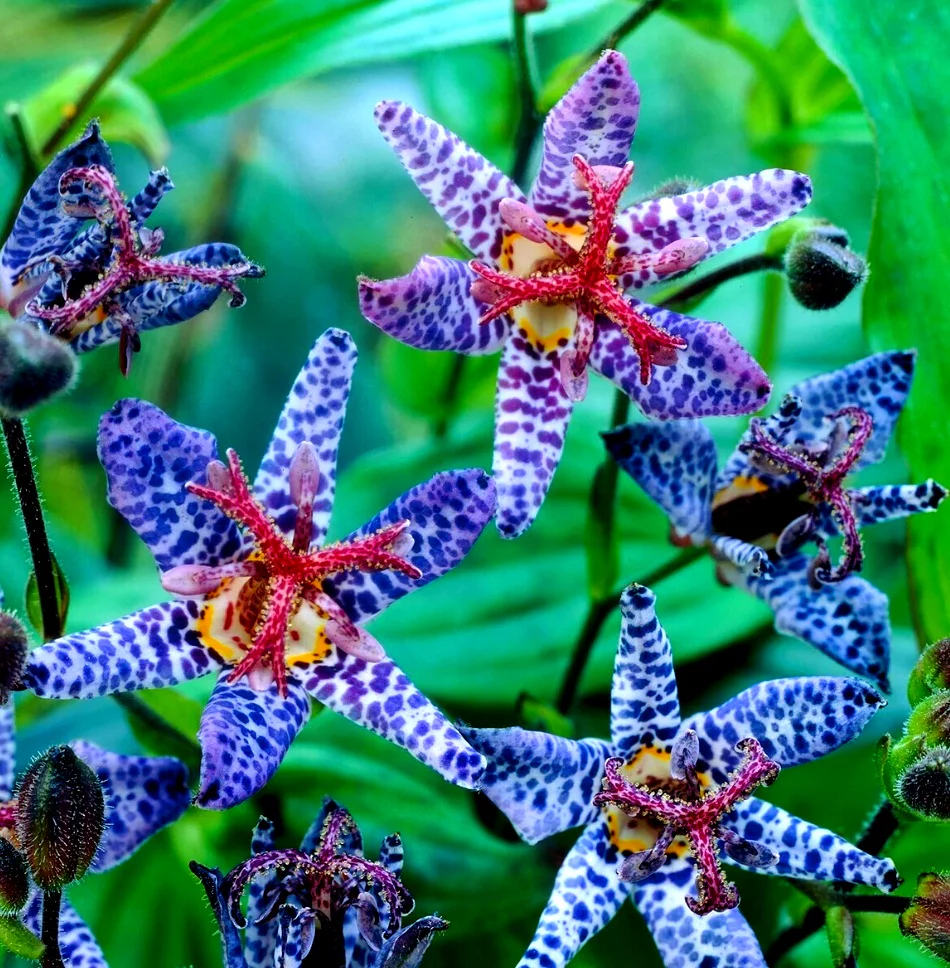 🔥The unique charm in the garden: 🌼Spotted lilies💐🌿