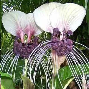 Rare exotic white bat flower