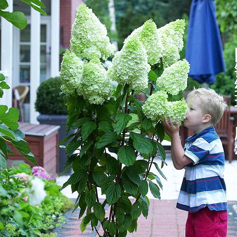 Hydrangea Flowers Seeds Mixed Color Plants Home Garden Flower Seeds