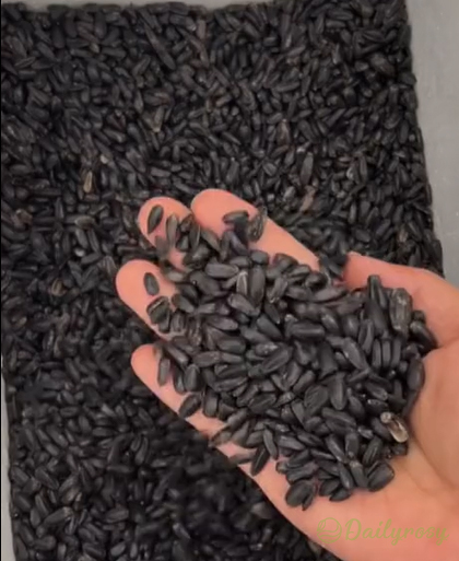 Teddy Bear Sunflower Seeds🌻🧸