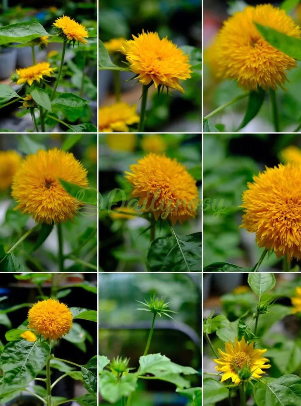Teddy Bear Sunflower Seeds🌻🧸