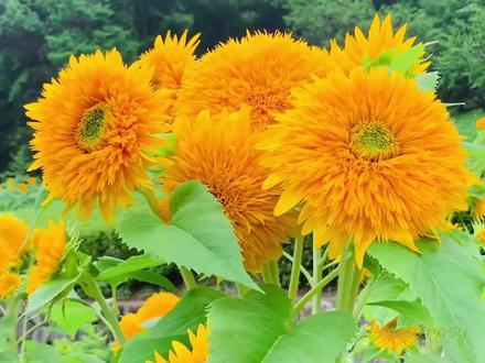 Teddy Bear Sunflower Seeds🌻🧸