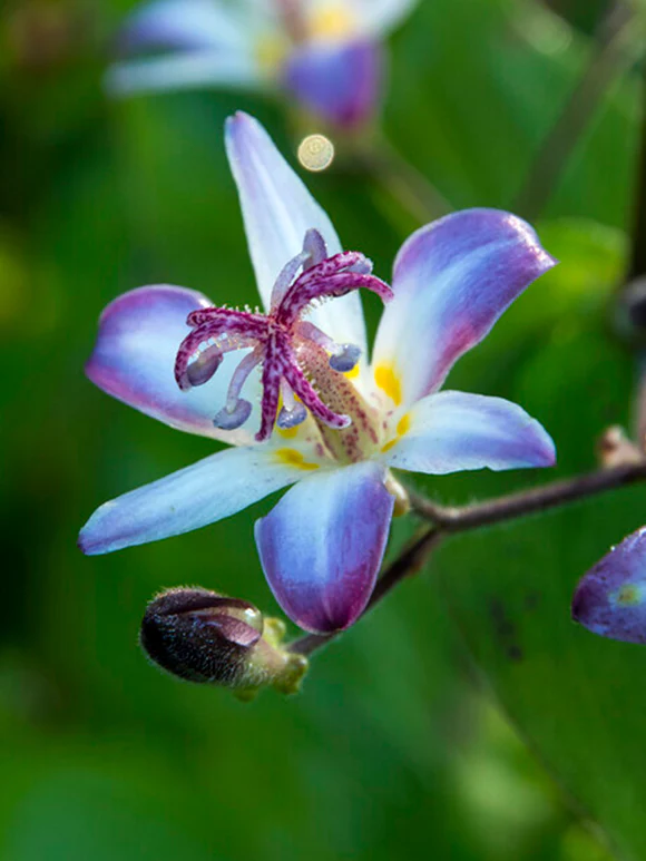 🔥The unique charm in the garden: 🌼Spotted lilies💐🌿