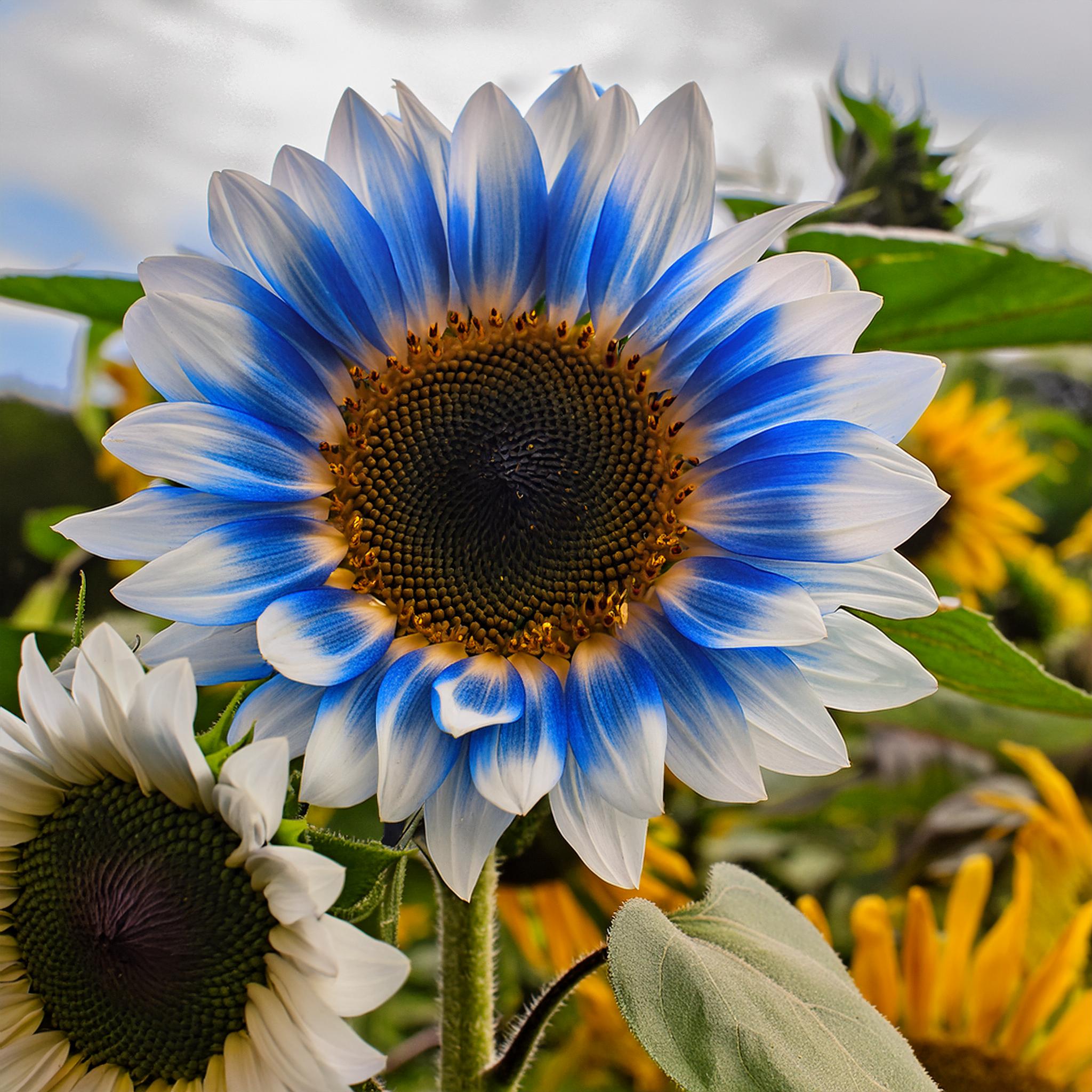 Rare two-color blue sunflower seeds