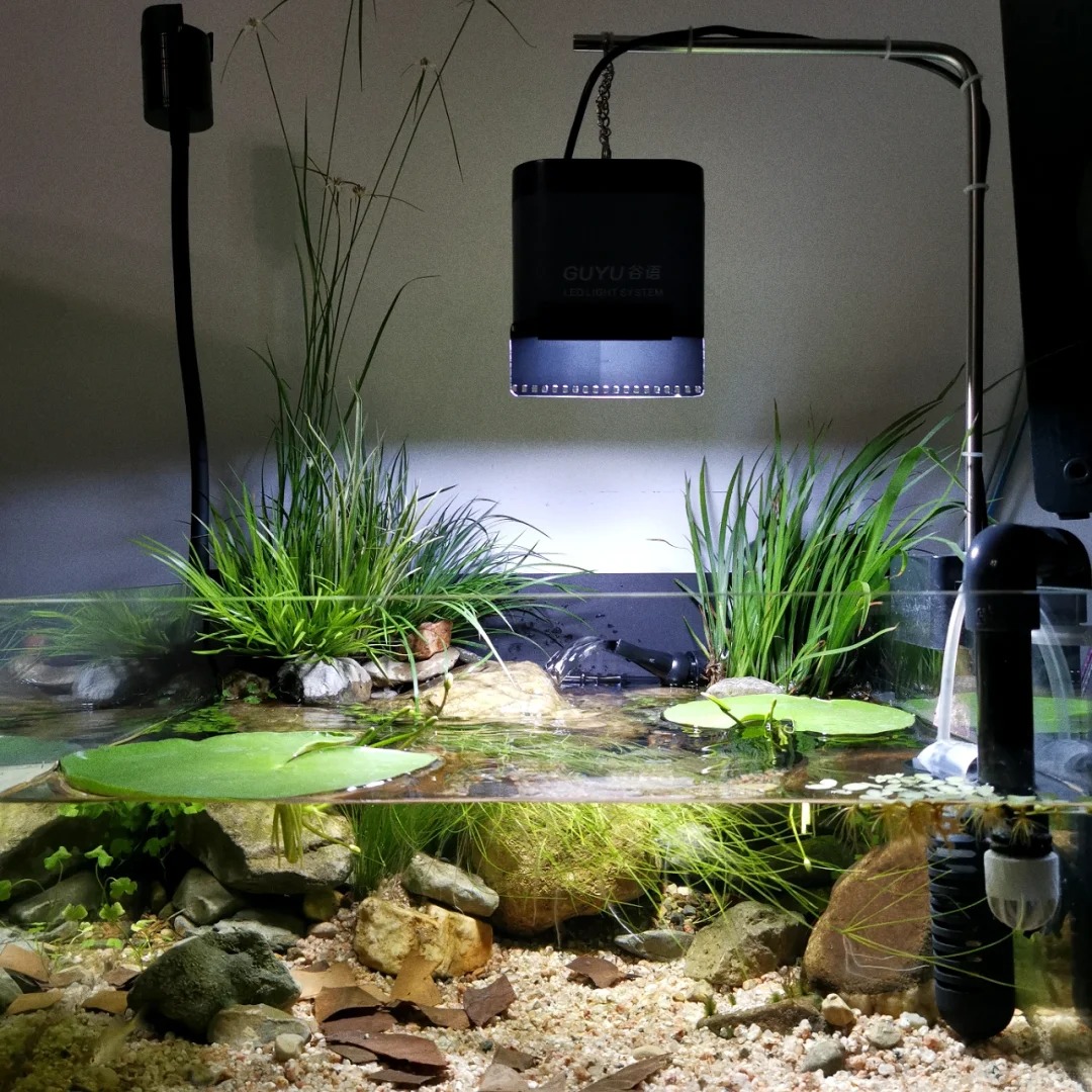 🌸🍃 Discover Nature's Elegance: One Leaf Lotus Seeds for Your Enchanted Garden! 🌟🌿